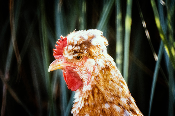 Hen's Portrait