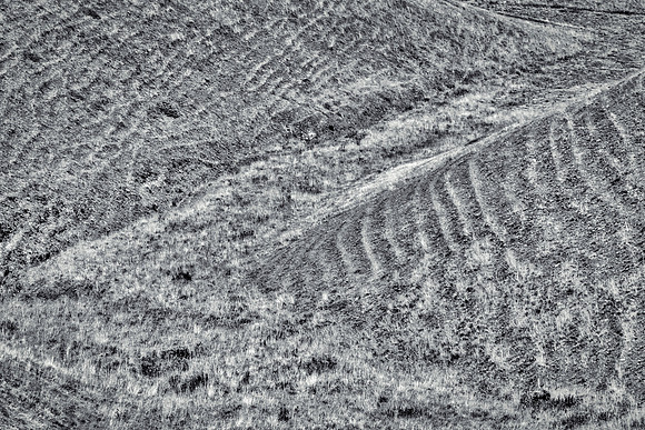 Bertazzoni, Nikon, abstract, bird, "black & white", eggs, gravels, hatching, killdeer, "killdeer nest", nature, nest, rocks, rocks, stones
