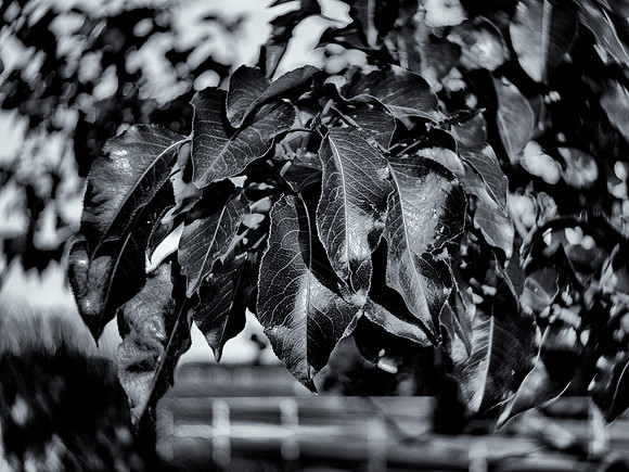 Foliage