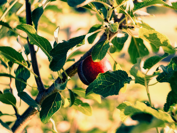 Plum