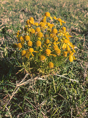 Wild Weed