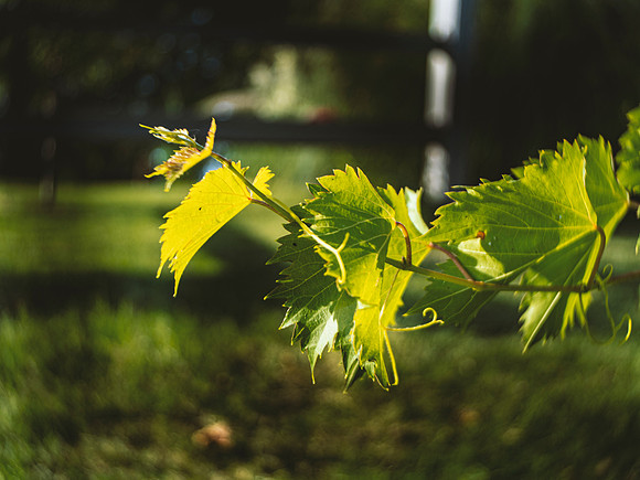 Vineyard