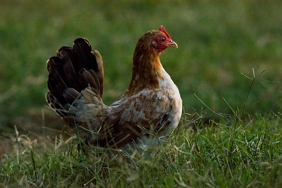 Bertazzoni, Nikon, "angry hen", beak, bird, breakfast, chicken, colors, eggs, farm, feathers, food, hen, "hen's portrait", hens, legs, nature, wings, yard, "little hen"