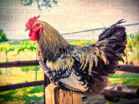 Mighty Rooster