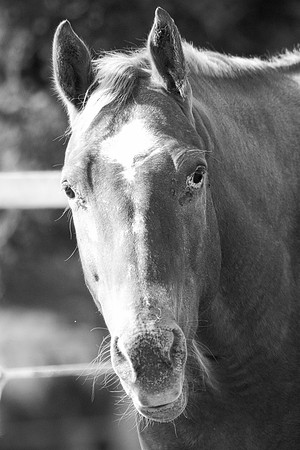 Silhouette, Bertazzoni, Indians, Nikon, Texas, apha, boys, bridles, burro, colors, "cow boys", donkey, "far west", halter, harness, herd, hoofs, horse, mustang, pack, paint, pioneers, portrait, "power