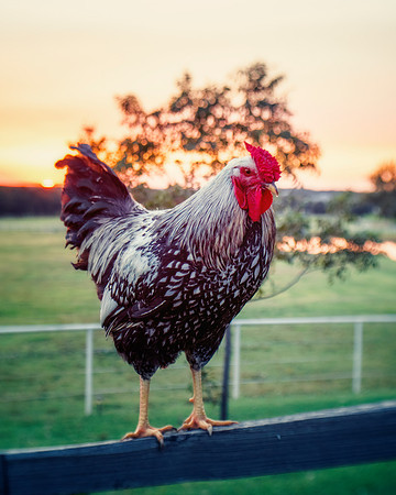 Might Rooster