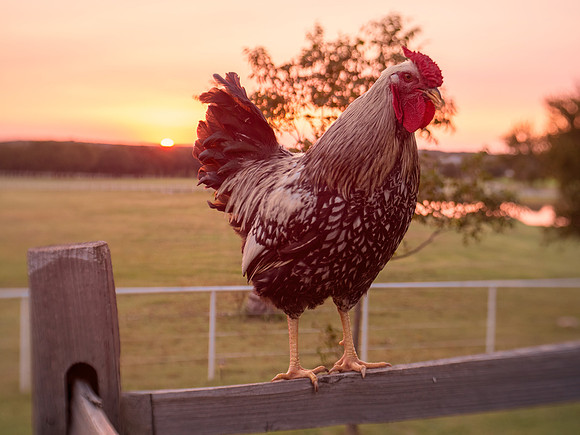 Mighty Rooster