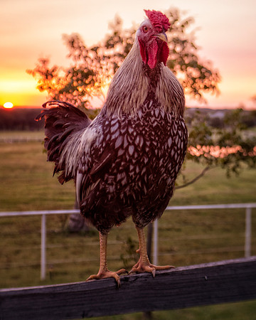 Mighty Rooster