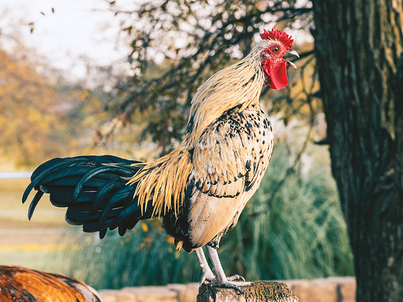 Little Rooster