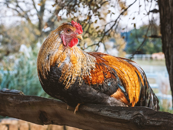Handsome Rooster