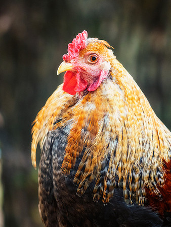 Rooster's Portrait
