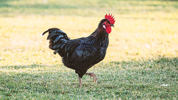 Rooster