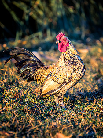 Little Rooster