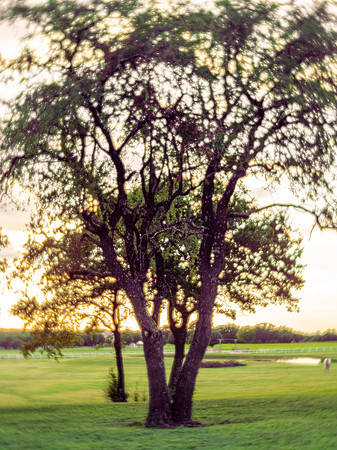 Oak Tree