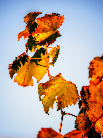 Vineyard
