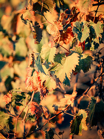 Vineyard