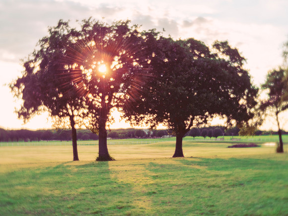 Oak Trees