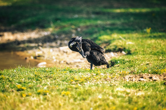 Runner Duck