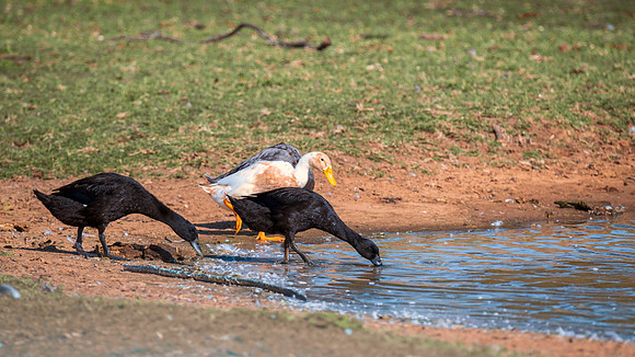 Runner Ducks