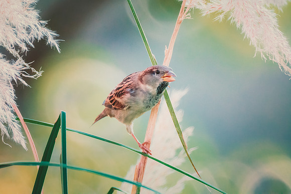 Sparrow