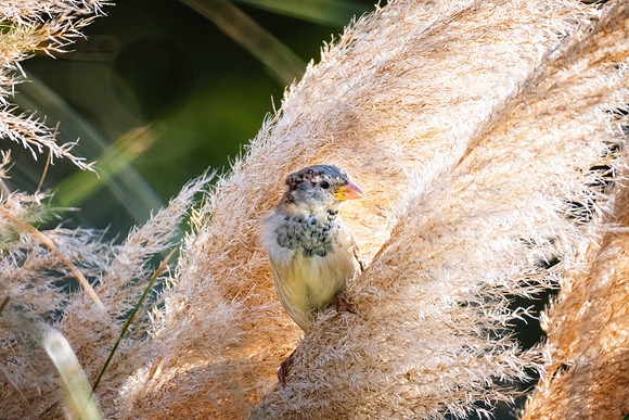 Sparrow