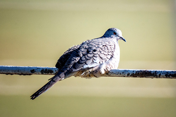 Inca Dove
