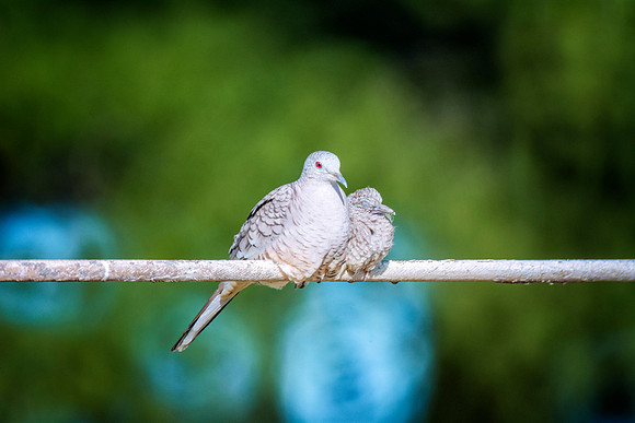 Inca Doves