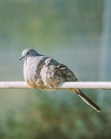 Inca Doves