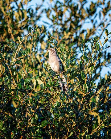 Northern Mockinbird