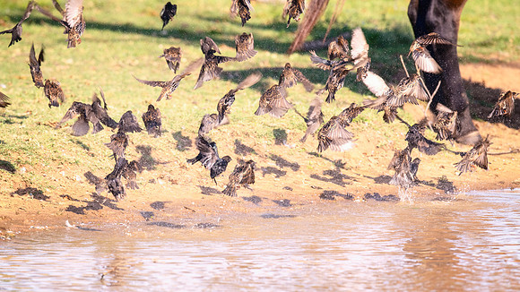 Brown-Headed Cowbirds