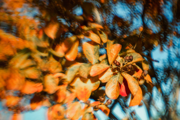 Foliage