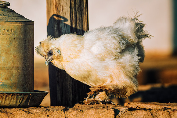 Silkie Hen
