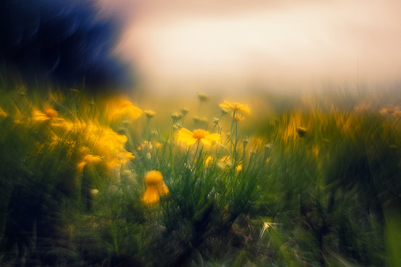 Wild Flowers