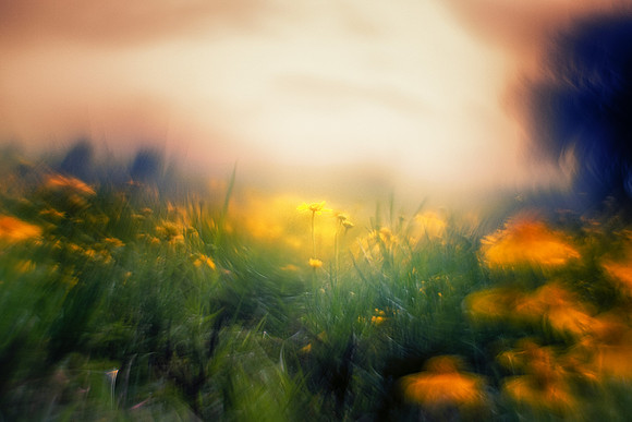 Wild Flowers