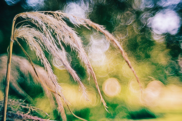 Cane Thicket