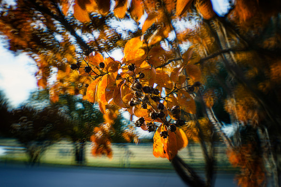 Foliage