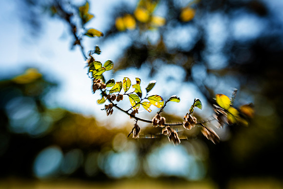 Leaves