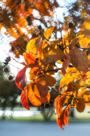 Foliage