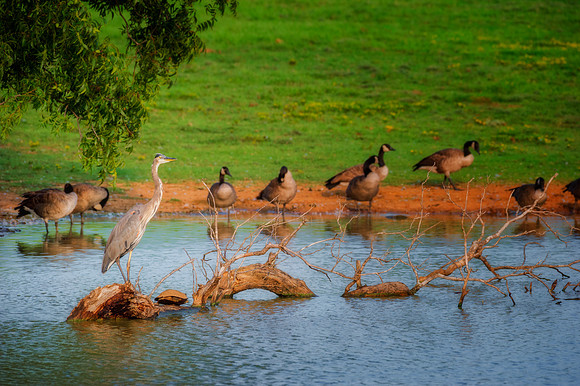 Great Blue Heron