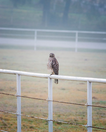 Sharp Shinned Hawk