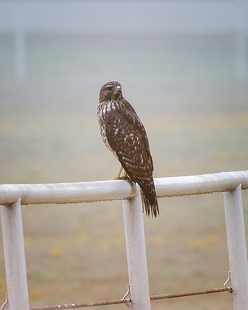 Sharp Shinned Hawk