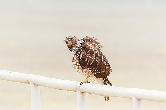 Sharp Shinned Hawk