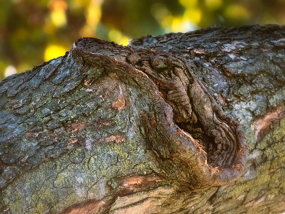 Oak Tree