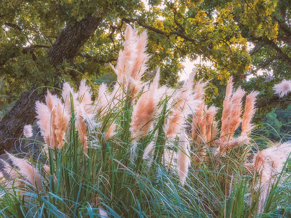 Cane Thicket
