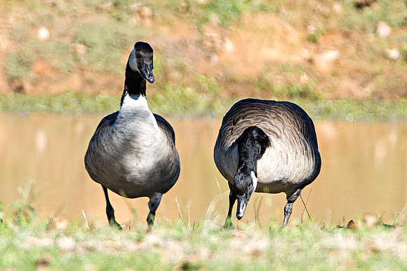 garden, migration, nature, pawn, water, "wild goose", wings, winter, beak, Bertazzoni, Nikon, park, colors, feathers, pond, lakes, food,