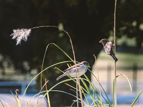 Sparrows