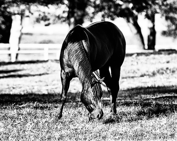 AQHA, Bertazzoni, Texas, artistic, "black & white", gambling, head, horse, "horse's portrait", nature, nikon, old, plaque, prairie, quarter horse, racing, speed