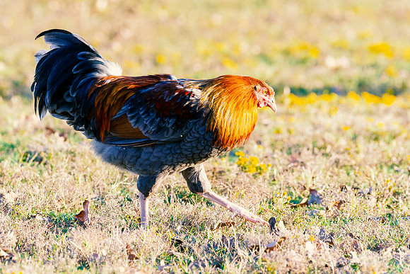 Rooster