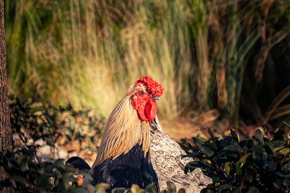 rooster's Portrait