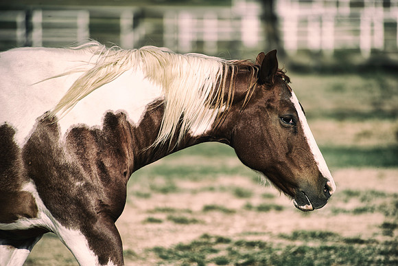 "paint horse", apha, colors, scenic, "far west', Nikon, Bertazzoni, " cow boys", west, western, Indians, prairie, Texas, pioneers, show, riding, saddle, pack, herd, donkey, burro,